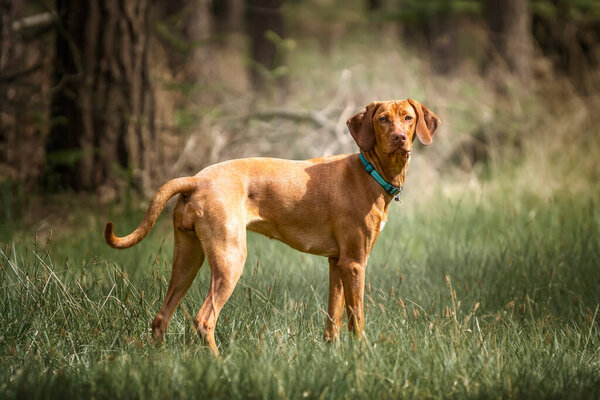 Sprizsla - light fawn colour Vizsla standing all alert in the forest