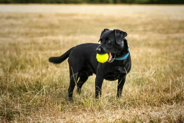 Black Patterdale Cross Border Terrier Glücklich Mit Seinem Tennisball Auf — Stockfoto