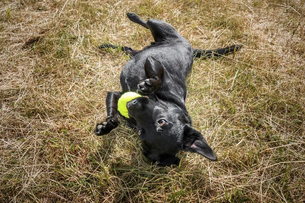 Fekete Patterdale Cross Határ Terrier Elégedett Tenisz Labda Pályán — Stock Fotó