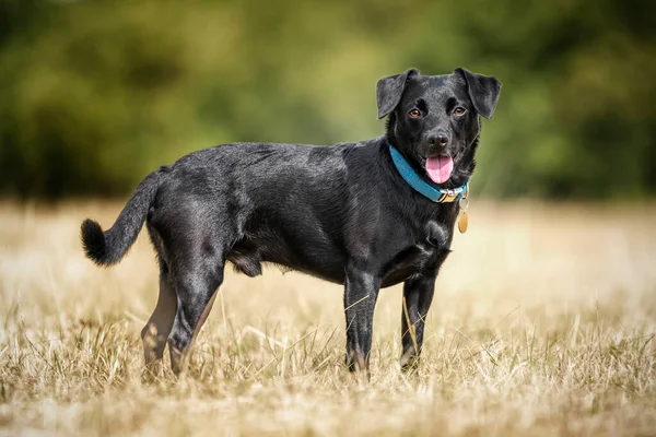 Black Patterdale Cross Border Terrier Mirando Directamente Cámara Una Etiqueta —  Fotos de Stock
