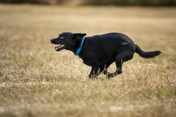 Black Patterdale Cross Border Terrier Der Von Rechts Nach Links — Stockfoto