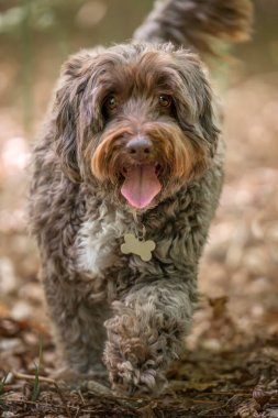 Kahverengi Cockapoo ormandaki kameraya doğru yürüyor.
