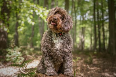 Kahverengi Cockapoo ormanda bir kütüğün üzerinde oturuyor.
