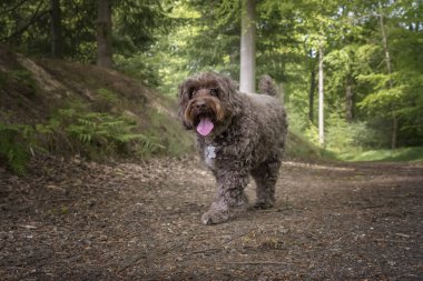 Kahverengi Cockapoo ormanda kameraya doğru yürüyor.