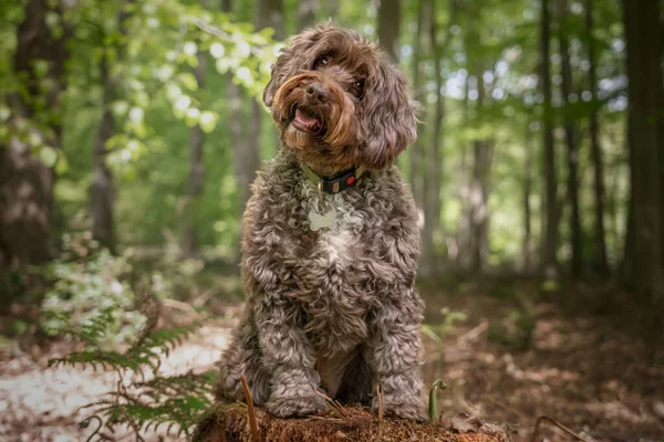 Brown Cockapoo Sitting Stump Head Tilt Right Forest — Stock Photo, Image