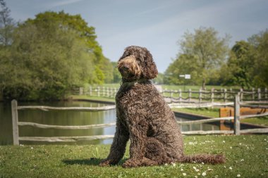 Büyük Kahverengi Labradoodle gölün kenarında oturuyor ve kameradan kafasını çeviriyor.