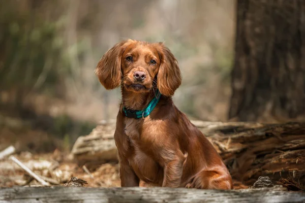 彼の口を閉じて森の中で倒木の後ろに座っている作業コッカースパンコール子犬 — ストック写真
