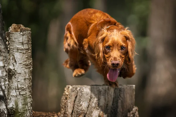 Working cocker spaniel puppy jumping over a tree stump in a forest