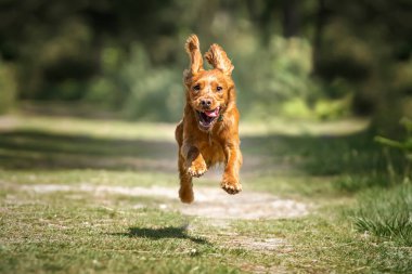 Çalışan cocker spaniel köpek yavrusu ormanda koşuyor bütün pençeleri havada ve kulakları havada
