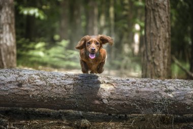 Çalışan cocker spaniel köpek yavrusu ormanda düşmüş bir ağaç kütüğünün üzerinden atlıyor ve uçuyor.