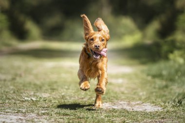 Çalışan köpek yavrusu ormanda koşuyor.