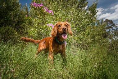Çalışan cocker spaniel köpek yavrusu ormanın yakınındaki bir tarlada dilsiz bir şekilde duruyor.