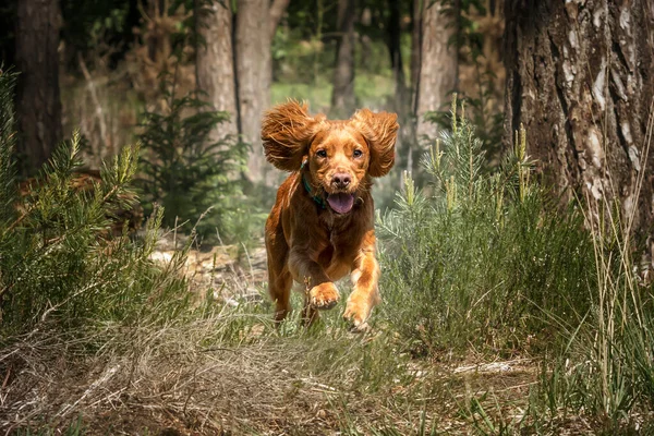 Working Cocker Spaniel Puppy Running Forest Ears High Paws — Stock Photo, Image