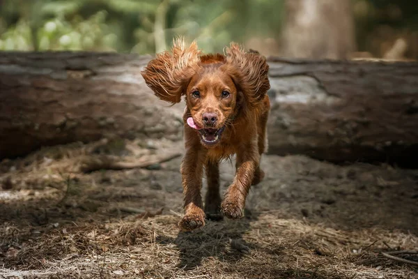 Working cocker spaniel puppy jumping and flying over a fallen tree log in a forest