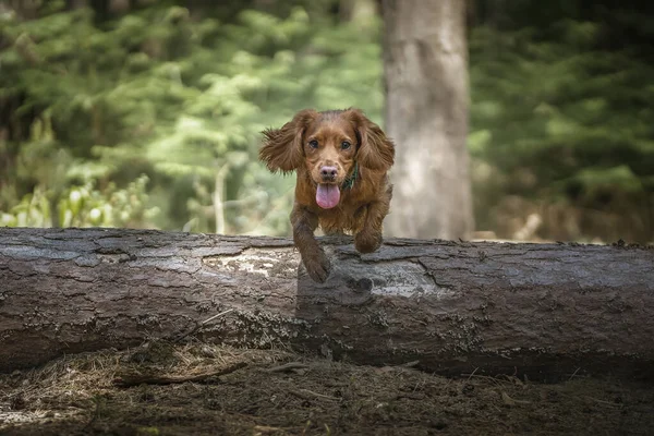 Working cocker spaniel puppy jumping and flying over a fallen tree log in a forest