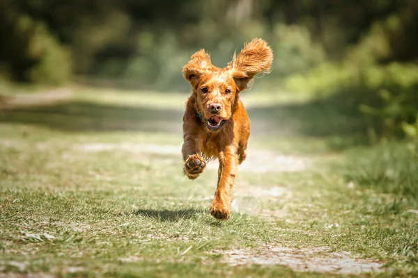 Çalışan Cocker Spaniel Köpek Yavrusu Ormanda Koşuyor Bütün Pençeleri Havada — Stok fotoğraf