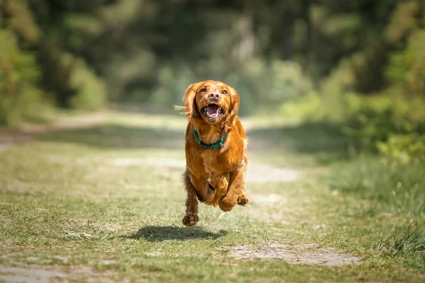 Çalışan Cocker Spaniel Köpek Yavrusu Ormanda Koşuyor — Stok fotoğraf