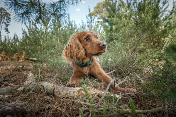 Working Cocker Spaniel Puppy Close Forest Looking Right — Stock Photo, Image