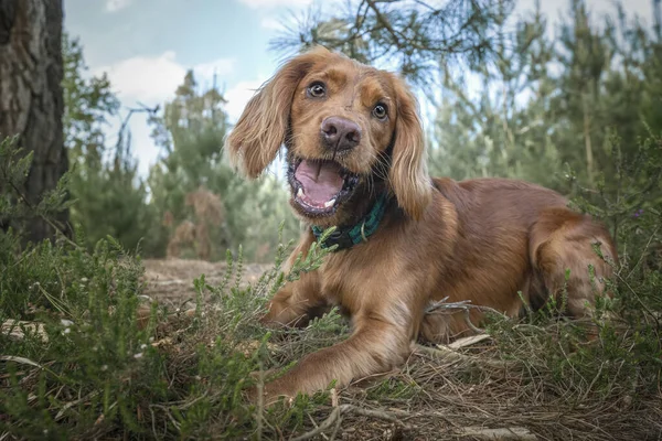 Working Cocker Spaniel Puppy Close Forest His Mouth Open — Stock Photo, Image
