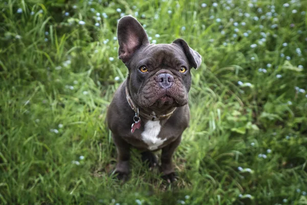 Bulldog Francês Olhando Para Câmera Uma Orelha Acima Uma Orelha — Fotografia de Stock