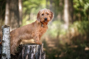 Basset Fauve de Bretagne bir ağaç kütüğüne karşı duruyor ve mutlu bir yüzle ormanda kameraya bakıyor.