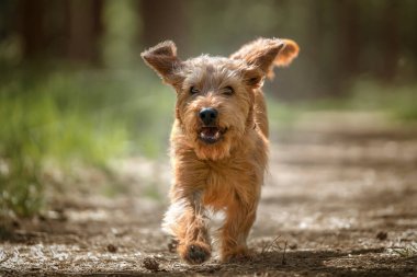 Basset Fauve de Bretagne köpeği pençeleriyle ormanda kameraya doğru yürüyor.