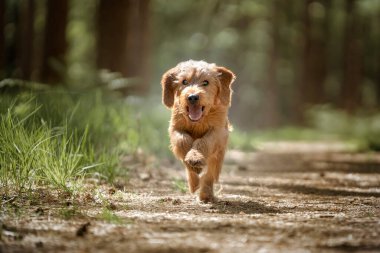 Basset Fauve de Bretagne köpeği ormanda kameraya doğru koşuyor.