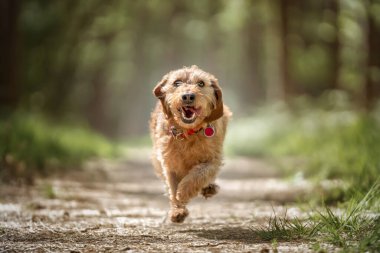 Basset Fauve de Bretagne köpeği ormanda kameraya doğru koşuyor.