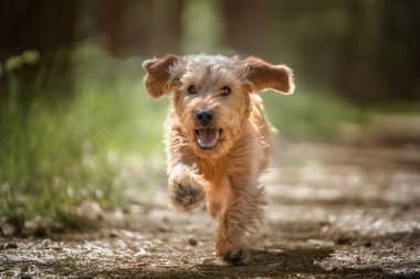 Basset Fauve de Bretagne köpeği pençe iziyle ormanda kameraya doğru koşuyor.