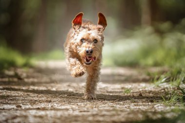 Basset Fauve de Bretagne köpeği ormanda kulakları havada kameraya doğru koşuyor.