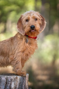 Basset Fauve de Bretagne bir ağaç kütüğüne karşı dimdik duruyor ve ormandaki kameraya bakıyor.