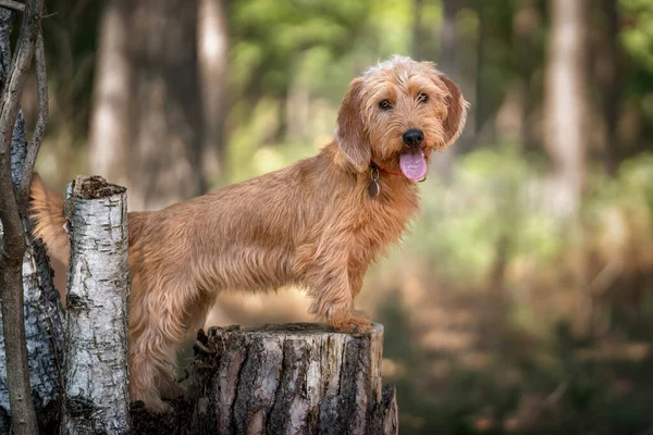 Basset Fauve Bretagne Standing Tree Stump Looking Directly Camera Forest — Stock Photo, Image