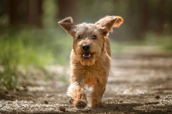 Basset Fauve de Bretagne köpeği pençeleriyle ormanda kameraya doğru yürüyor.