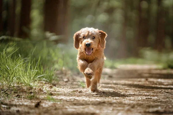 Basset Fauve Bretagne Köpeği Ormanda Kameraya Doğru Koşuyor — Stok fotoğraf