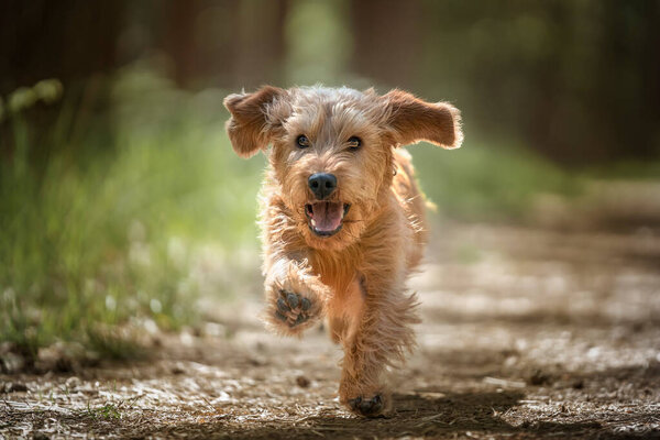 Basset Fauve de Bretagne dog running directly at the camera in the forest with paw print up