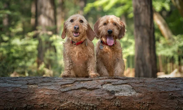 Twee Basset Fauve Bretagne Honden Kijken Direct Naar Camera Achter — Stockfoto