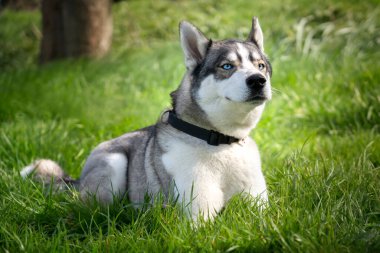 Sibirya Husky 'si çimlere uzanıp parktaki havayı kokluyor.