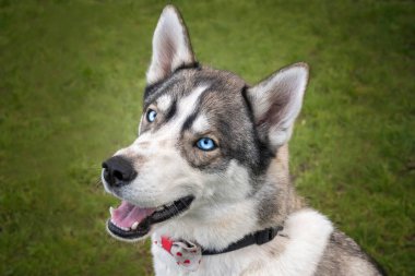 Mavi gözlü Sibirya Husky 'si çok mutlu bir yüzle kameraya bakıyor.