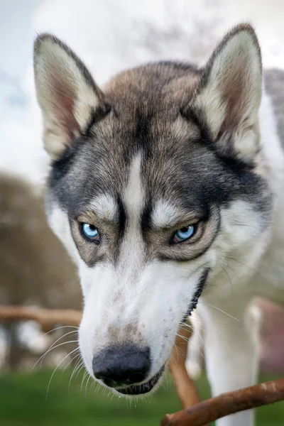 Sibiřský Husky Modrýma Očima Klackem Vypadá Jako Vlk Parku — Stock fotografie
