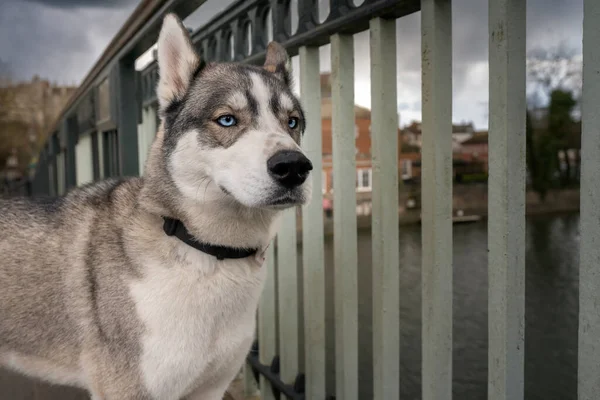 Sibiřský Husky Modrýma Očima Stojící Dívající Před Sebe Most Řeky — Stock fotografie