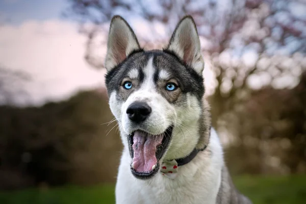 Sibirien Husky Headshot Med Blå Ögon Med Våren Blomma Runt — Stockfoto