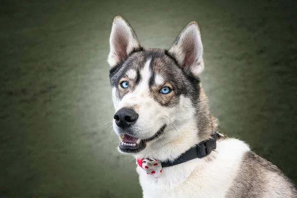 Husky Siberiano Con Ojos Azules Sentó Mirando Directamente Cámara Parque —  Fotos de Stock