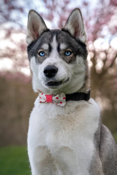 Siberian Husky Mit Blauen Augen Und Frühlingsblüte Ringsum — Stockfoto
