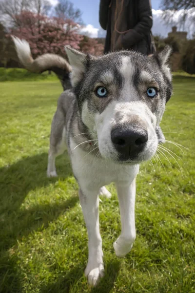 Husky Siberiano Con Ojos Azules Muy Curioso Cerca Cámara Paseo —  Fotos de Stock
