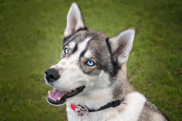 Husky Siberiano Con Ojos Azules Mirando Directamente Cámara Con Una —  Fotos de Stock