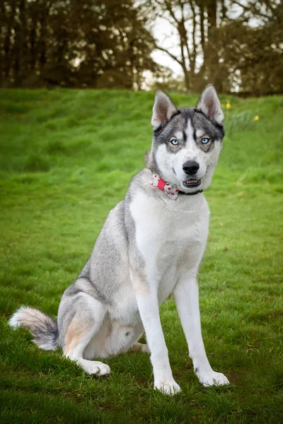 Syberyjski Husky Niebieskimi Oczami Siedział Patrząc Prosto Kamerę Parku — Zdjęcie stockowe