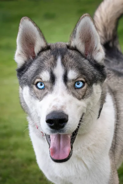 Husky Siberiano Con Ojos Azules Mirando Directamente Cámara Con Una — Foto de Stock