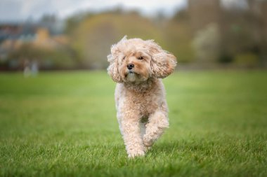 Seven year old Cavapoo on a fun run in the park clipart