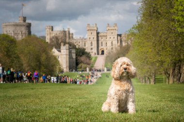 Seven year old Cavapoo sat looking to the right slightly from the public park on Windsor Long Walk clipart