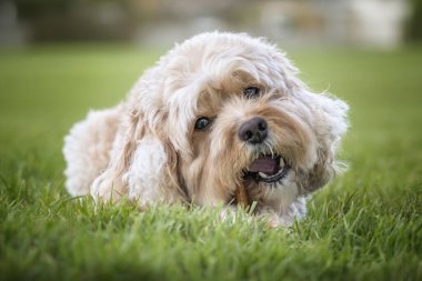 Seven year old Cavapoo laying on the grass with his stick and a curious head tilt very handsome clipart